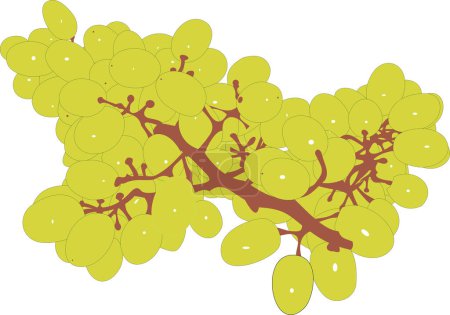 Téléchargez les illustrations : Illustration vectorielle d'une branche de raisin - en licence libre de droit