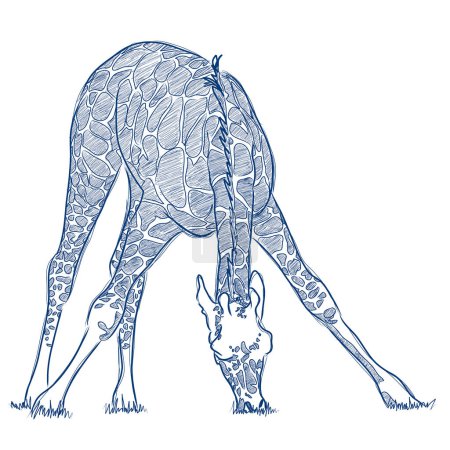 Téléchargez les illustrations : Croquis vectoriel d'une girafe à l'encre bleue - en licence libre de droit