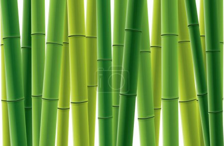 Téléchargez les illustrations : Texture de bambou vert vecteur sur fond blanc - en licence libre de droit