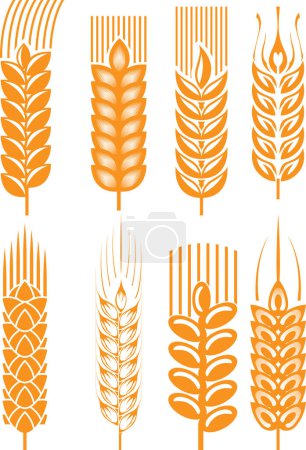 Téléchargez les illustrations : Collection vectorielle d'épis de blé. ensemble d'oreilles. - en licence libre de droit