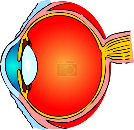 Illustration for Eye with red eyeball, vector illustration - Royalty Free Image
