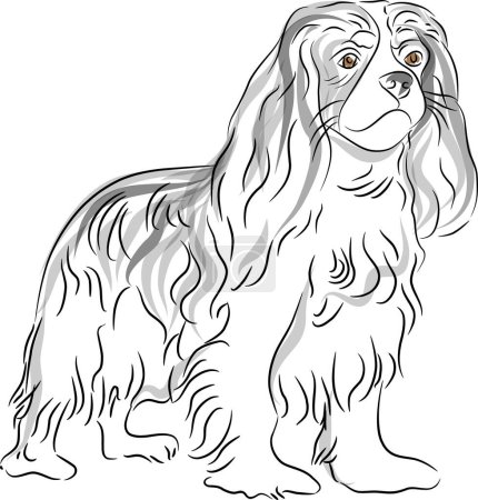 Téléchargez les illustrations : Une image d'un chien Cavalier Roi Charles Spaniel Dessin - en licence libre de droit