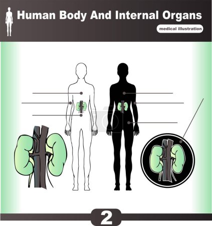 Illustration for Human body organs anatomy vector illustration - Royalty Free Image