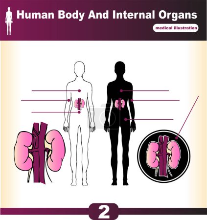 Ilustración de Órganos internos del cuerpo humano - Imagen libre de derechos