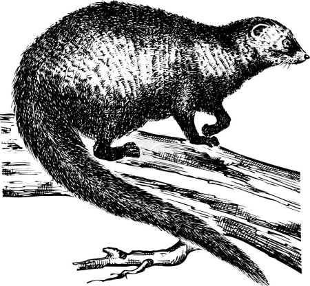 Téléchargez les illustrations : Dessin vectoriel d'un dessin noir et blanc d'un suricat - en licence libre de droit