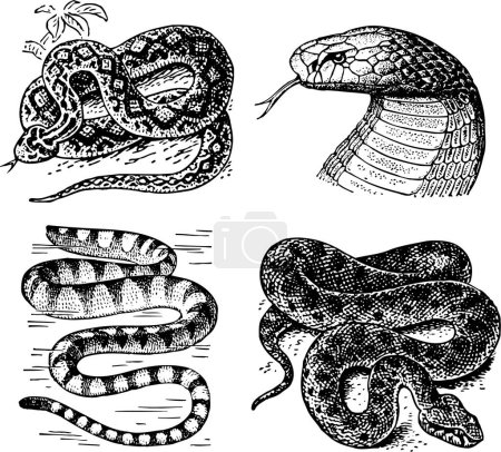 Téléchargez les illustrations : Jeu de dessin à la main de serpents - en licence libre de droit