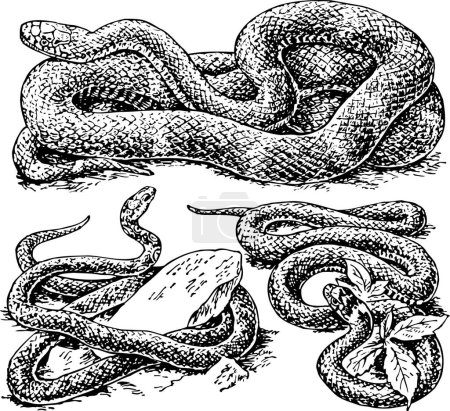 Téléchargez les illustrations : Set vectoriel avec serpents, illustration vectorielle - en licence libre de droit