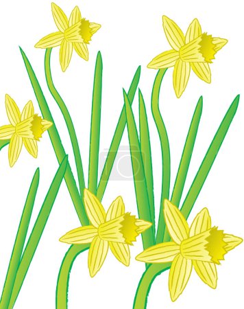 Illustration for Vector yellow narcissus flowers on a white background - Royalty Free Image