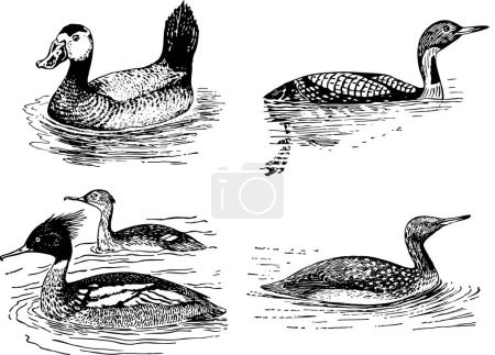 Téléchargez les illustrations : Dessin vectoriel d'un canard dans l'eau - en licence libre de droit