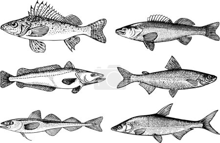 Téléchargez les illustrations : Jeu de croquis de poissons, illustration vectorielle - en licence libre de droit