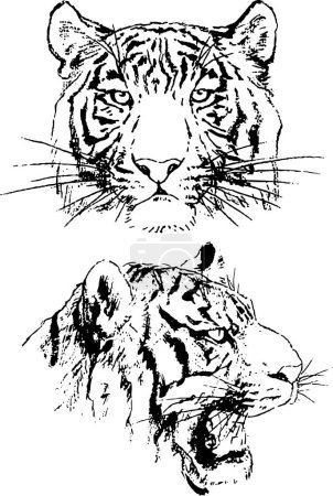 Téléchargez les illustrations : Dessins vectoriels esquissent les tigres dessinés à l'encre à la main, des objets sans fond - en licence libre de droit