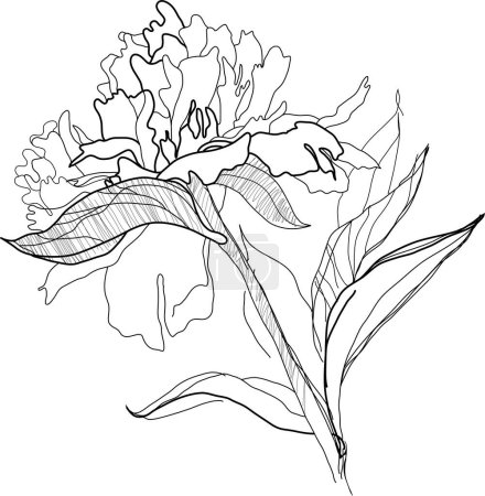 Ilustración de Vector bosquejo tinta dibujo de la flor. - Imagen libre de derechos