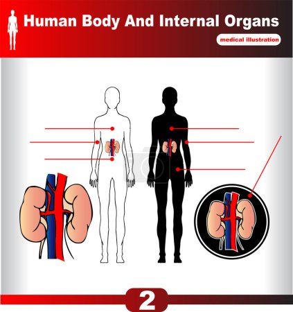 Illustration for Illustration of human body anatomy. - Royalty Free Image