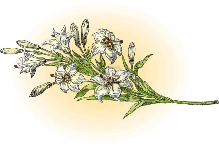 Téléchargez les illustrations : Illustration vectorielle d'une fleur avec un fond blanc - en licence libre de droit