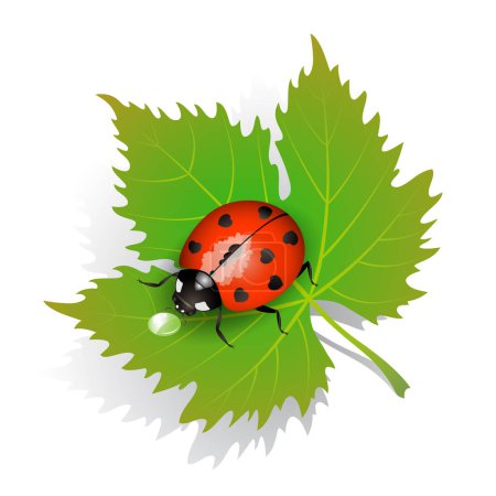 Illustration for Ladybug with leaf. vector icon - Royalty Free Image