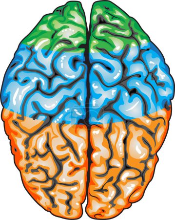 Ilustración de Cerebro humano, ilustración, vector sobre fondo blanco
. - Imagen libre de derechos