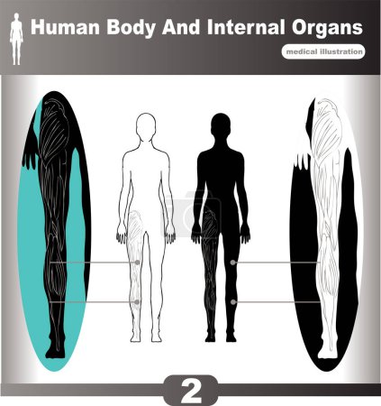 Téléchargez les illustrations : Anatomie du corps humain. parties du corps. organes internes et organes du corps humain. - en licence libre de droit