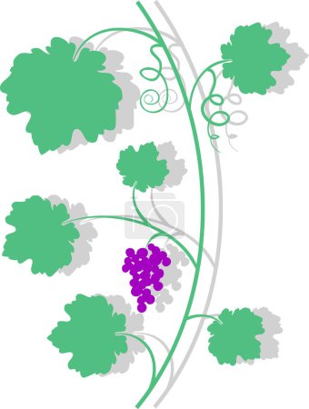 Téléchargez les illustrations : Grape Branches vectoriel illustration design - en licence libre de droit