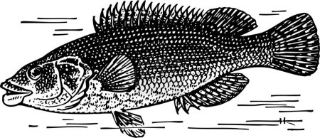 Téléchargez les illustrations : Illustration d'un gros poisson noir et blanc sur fond blanc - en licence libre de droit