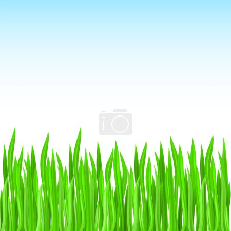 Illustration for Vector illustration of green grass - Royalty Free Image