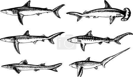Ilustración de Conjunto de la mano - bosquejo dibujado animales marinos - Imagen libre de derechos