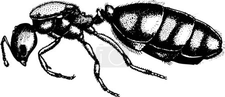 Téléchargez les illustrations : Dessin vectoriel blanc noir d'une abeille - en licence libre de droit
