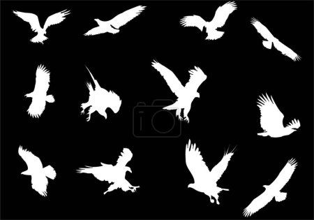 Illustration for Set of white birds silhouettes on a black background. vector illustration. - Royalty Free Image
