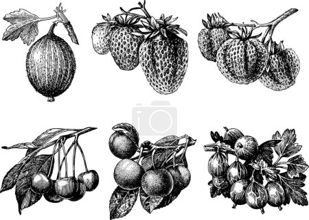 Illustration for Set of hand drawn sketch of fruits, vector illustration - Royalty Free Image