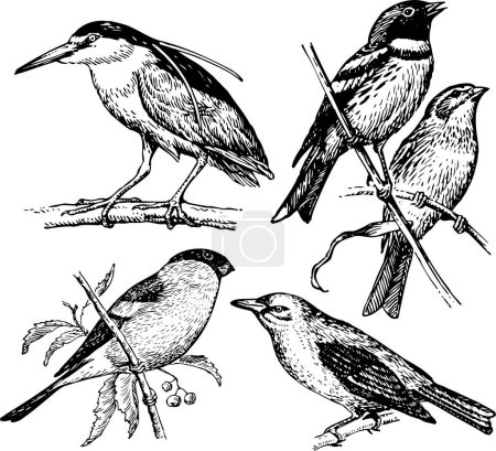 Téléchargez les illustrations : Illustration de dessin vectoriel d'oiseaux de différents types - en licence libre de droit