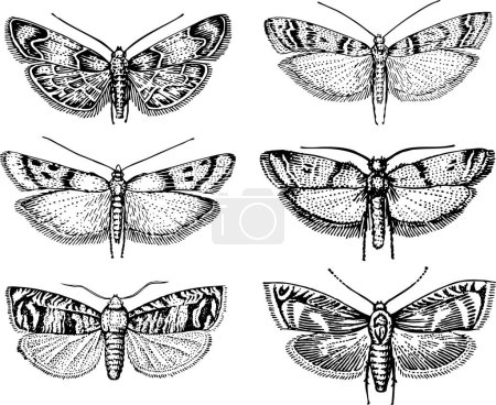 Illustration for Set of different butterflies. hand drawn vector illustration - Royalty Free Image