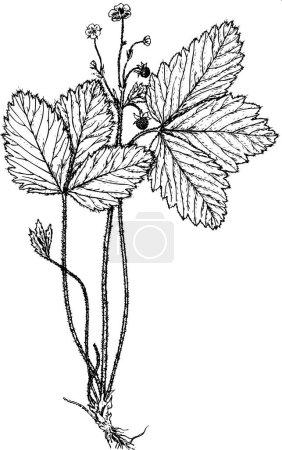 Téléchargez les illustrations : Dessin vectoriel noir et blanc d'une fleur. - en licence libre de droit