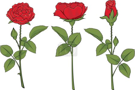 Téléchargez les illustrations : Ensemble de roses rouges - en licence libre de droit