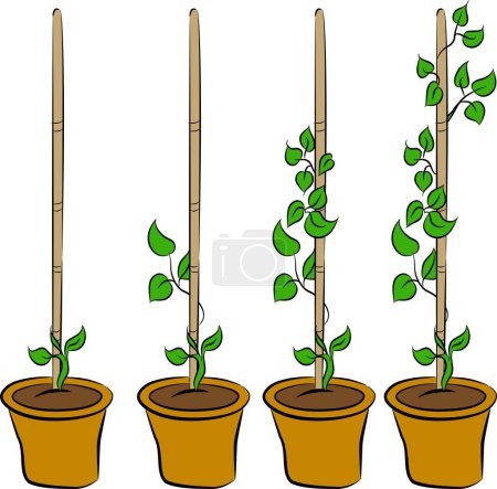 Illustration for Plants growing in pots - Royalty Free Image