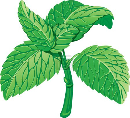 Ilustración de Ilustración vectorial de hojas de menta - Imagen libre de derechos