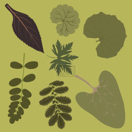 Ilustración de Conjunto de otoño de hojas y plantas - Imagen libre de derechos