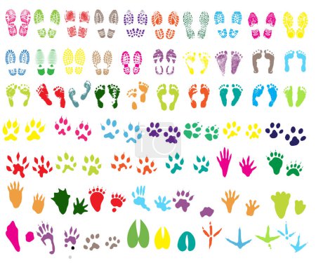 Illustration for Colorful footprints in the form of a dog - Royalty Free Image
