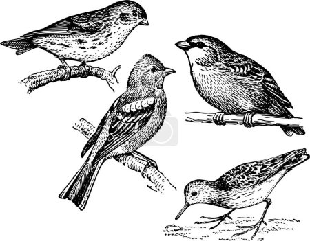 Téléchargez les illustrations : Ensemble d'oiseaux dans la forêt, illustration vectorielle dessinée à la main - en licence libre de droit