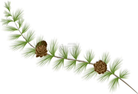 Illustration for Pine branch with cones - Royalty Free Image