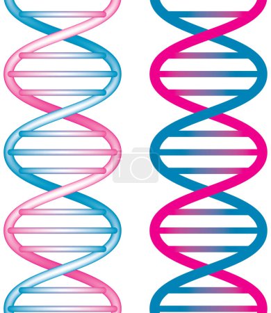 Ilustración de Estructura de la molécula de ADN. ilustración vectorial - Imagen libre de derechos
