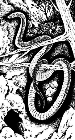 Ilustración de Ilustración vectorial de serpiente en árbol - Imagen libre de derechos