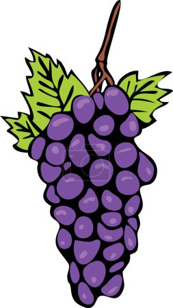 Téléchargez les illustrations : Raisin avec un bouquet de raisins. illustration vectorielle - en licence libre de droit