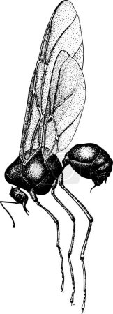 Téléchargez les illustrations : Illustration vectorielle en noir et blanc du scarabée. - en licence libre de droit