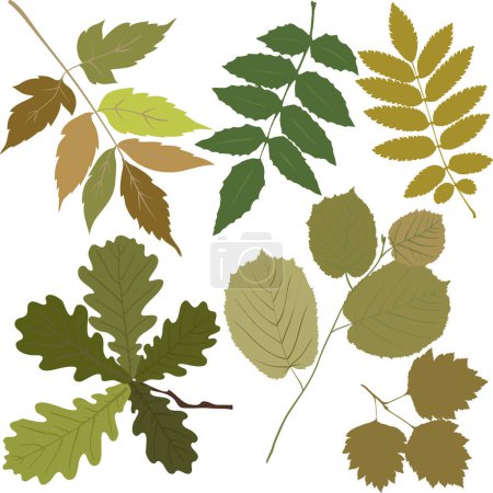 Illustration for Set of autumn leaves. vector illustration - Royalty Free Image
