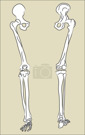 Téléchargez les illustrations : Vecteur squelette jambe humaine. anatomie et corps du squelette. squelette. anatomie, corps humain, os, os, os, squelette. anatomie humaine - en licence libre de droit