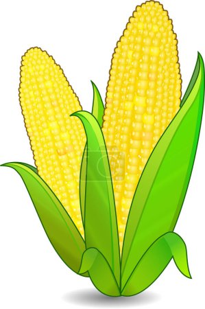 Illustration for Vector illustration of corn with green leaves - Royalty Free Image