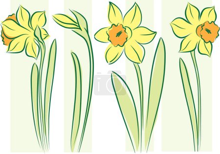 Ilustración de Conjunto de narcisos amarillos sobre fondo blanco - Imagen libre de derechos