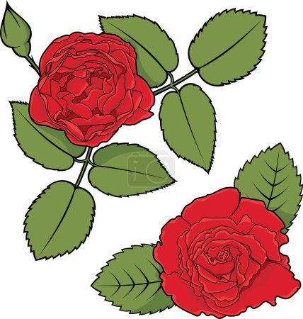 Illustration for Rose flowers, color vector, color illustration - Royalty Free Image