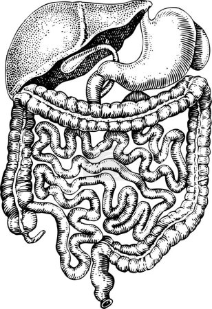 Illustration for Vintage illustration with human intestine - Royalty Free Image