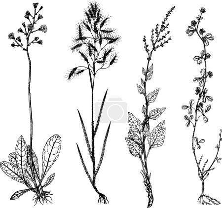 Illustration for Set of plants. vector illustration - Royalty Free Image