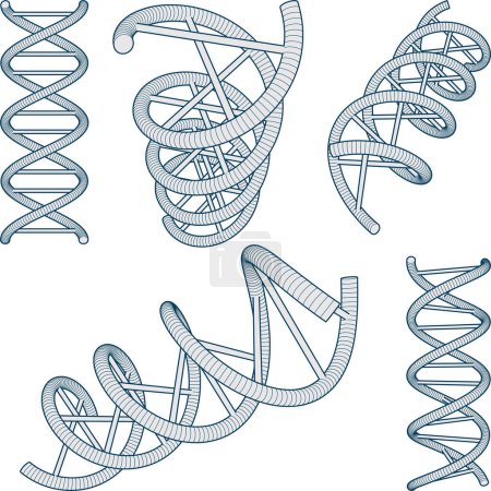 Téléchargez les illustrations : Illustration vectorielle de molécule d'ADN - en licence libre de droit